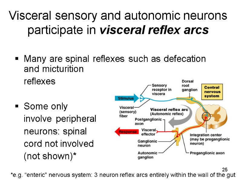 25 Visceral sensory and autonomic neurons participate in visceral reflex arcs Many are spinal